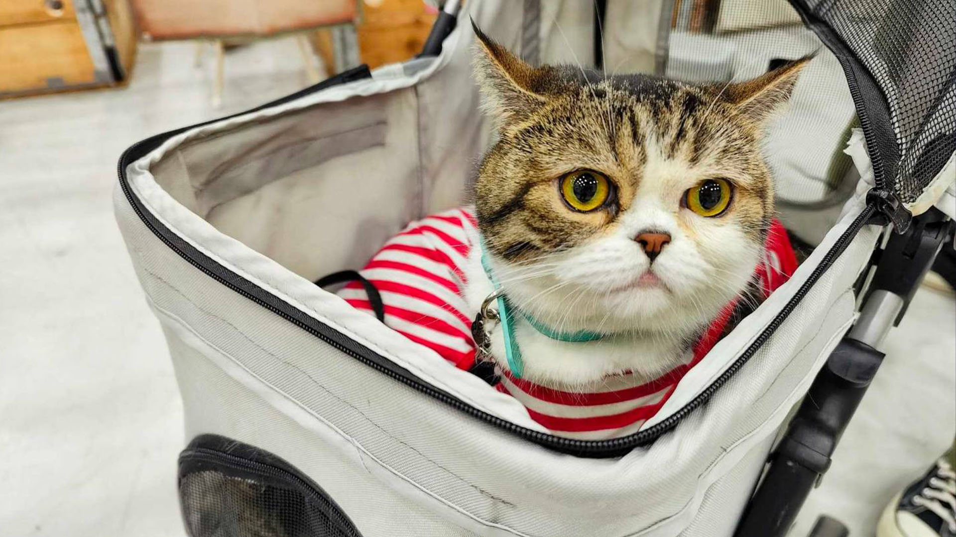 เอาใจคนรักสัตว์เลี้ยงอิมแพ็คบินลัดฟ้าสู่เชียงใหม่ Pet Pilot