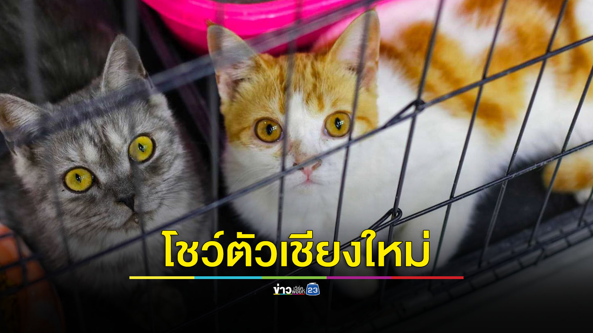 เอาใจคนรักสัตว์เลี้ยงอิมแพ็คบินลัดฟ้าสู่เชียงใหม่ Pet Pilot