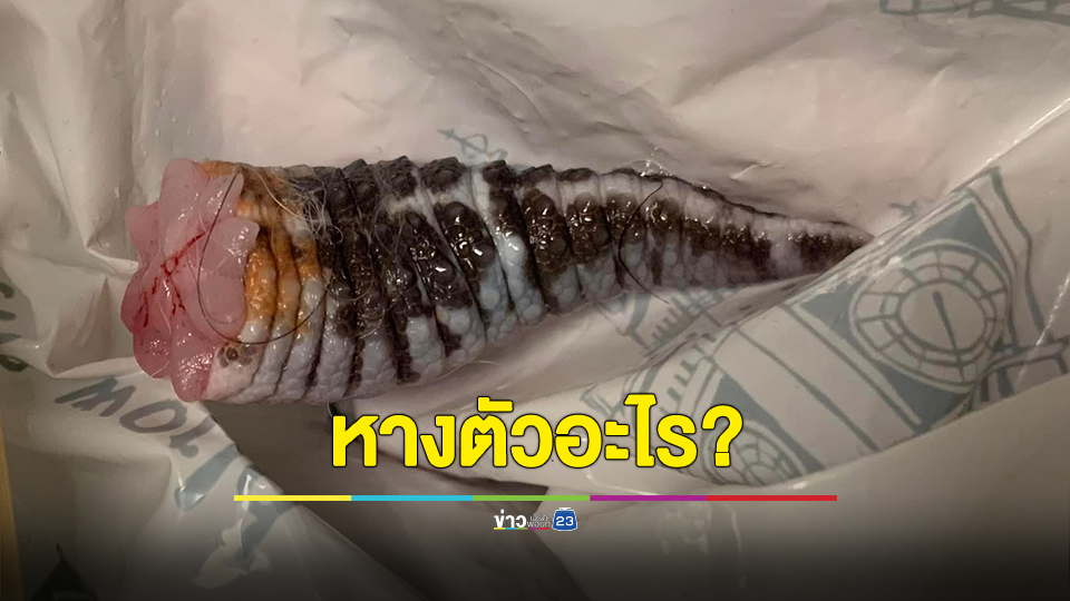 หางตัวอะไร? หนุ่มตื่นมาเจอหางอยู่ในห้องนอน สุดท้ายเจอแล้วเจ้าของหาง