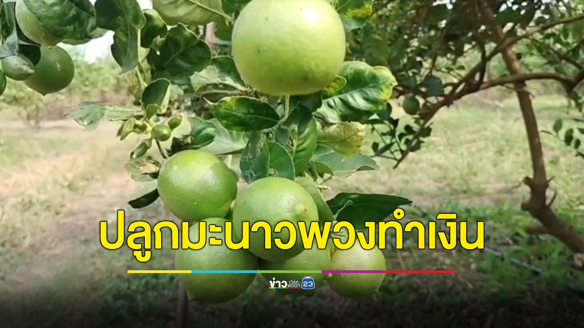 เปิดเคล็ดลับ“ปลูกมะนาวพวง”สร้างรายได้ตลอดปี
