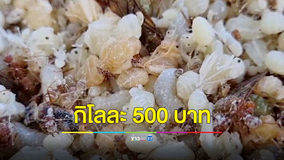 ชาวกระบี่ออกล่า “ไข่มดแดง” ส่งขายลูกค้าประจำกิโลละ 500