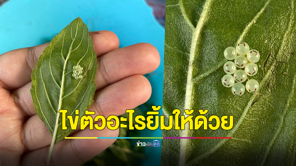 สาวแปลกใจ เจอ "ไข่ยิ้ม"ติดมากับใบกะเพรา ถามมันคือไข่ตัวอะไร ชมน่ารักยิ้มให้ด้วย