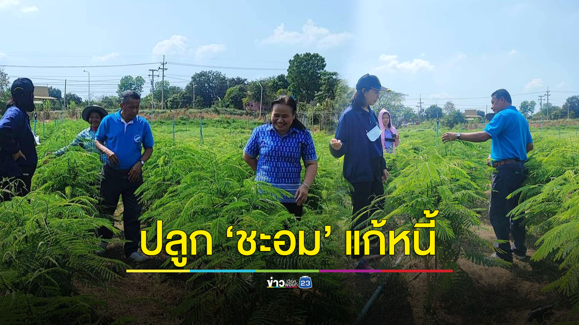 ปลูก ”ชะอม” ทำเงินแก้หนี้สหกรณ์