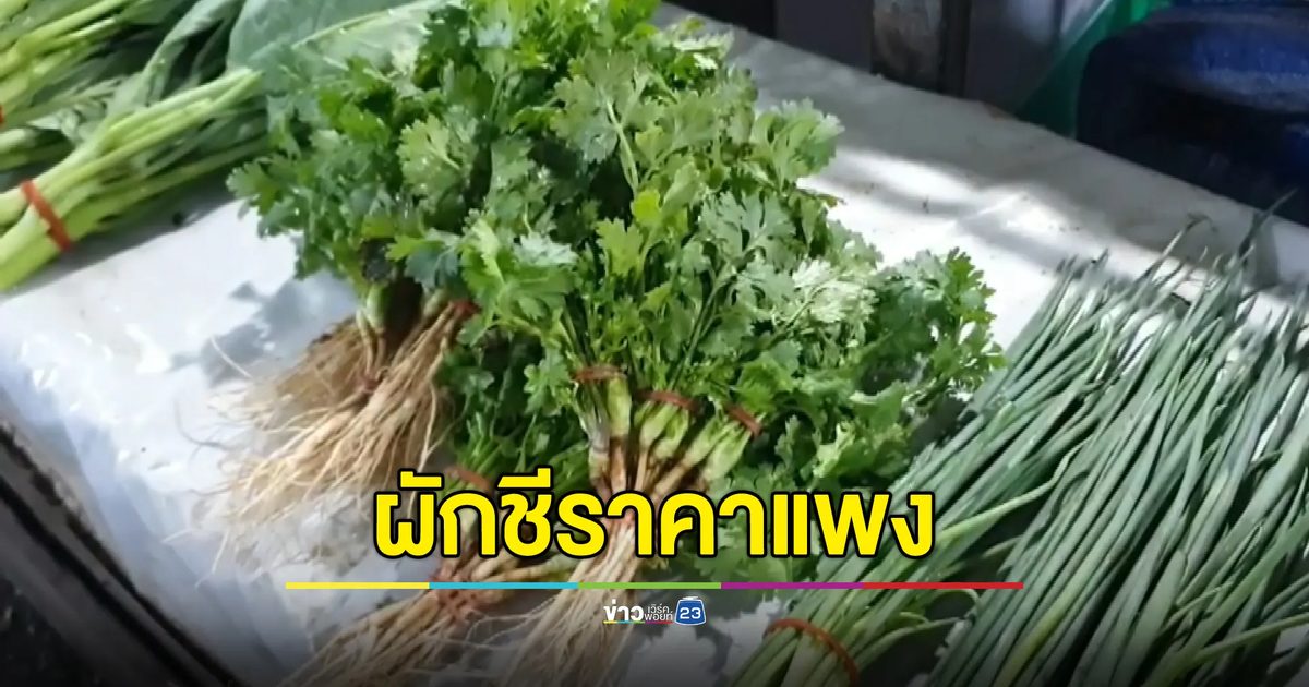 "ผักชี"ราคาพุ่ง กก. ละ 200 บาท ผักหลายชนิดปรับราคาตาม