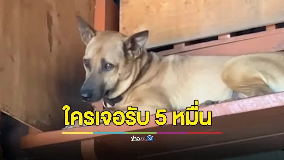 ประกาศตามหา "ซาร่า" ใครเจอรับทันที 50,000 บาท