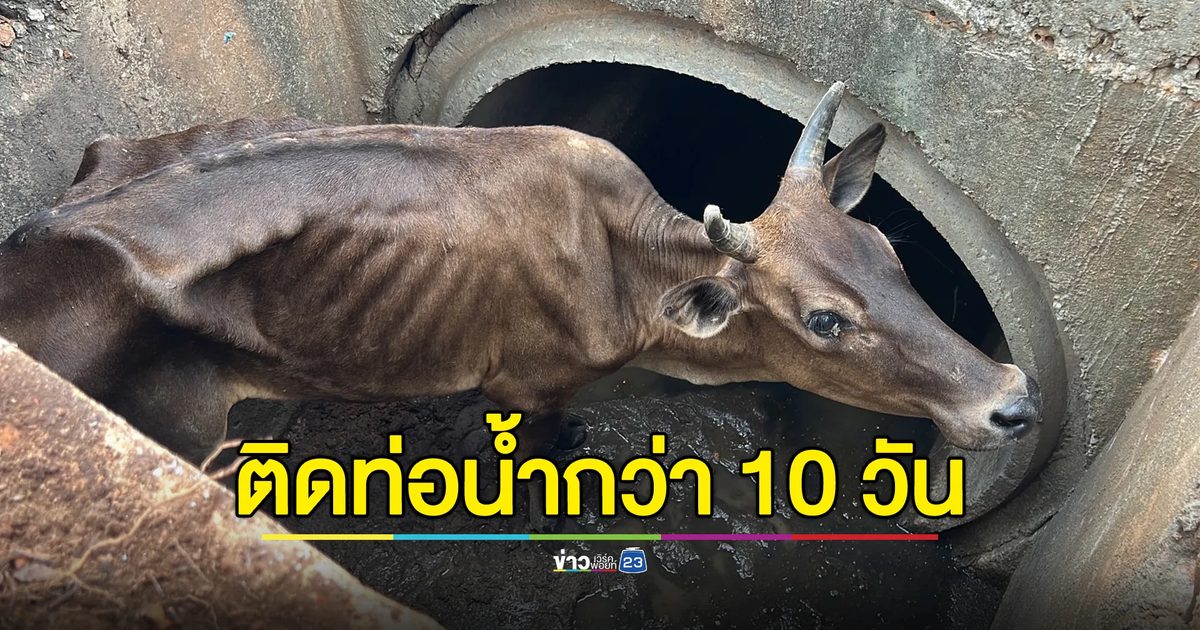 ลุ้น!ช่วยวัวติดท่อระบายน้ำไม่ต่ำกว่า 10 วัน