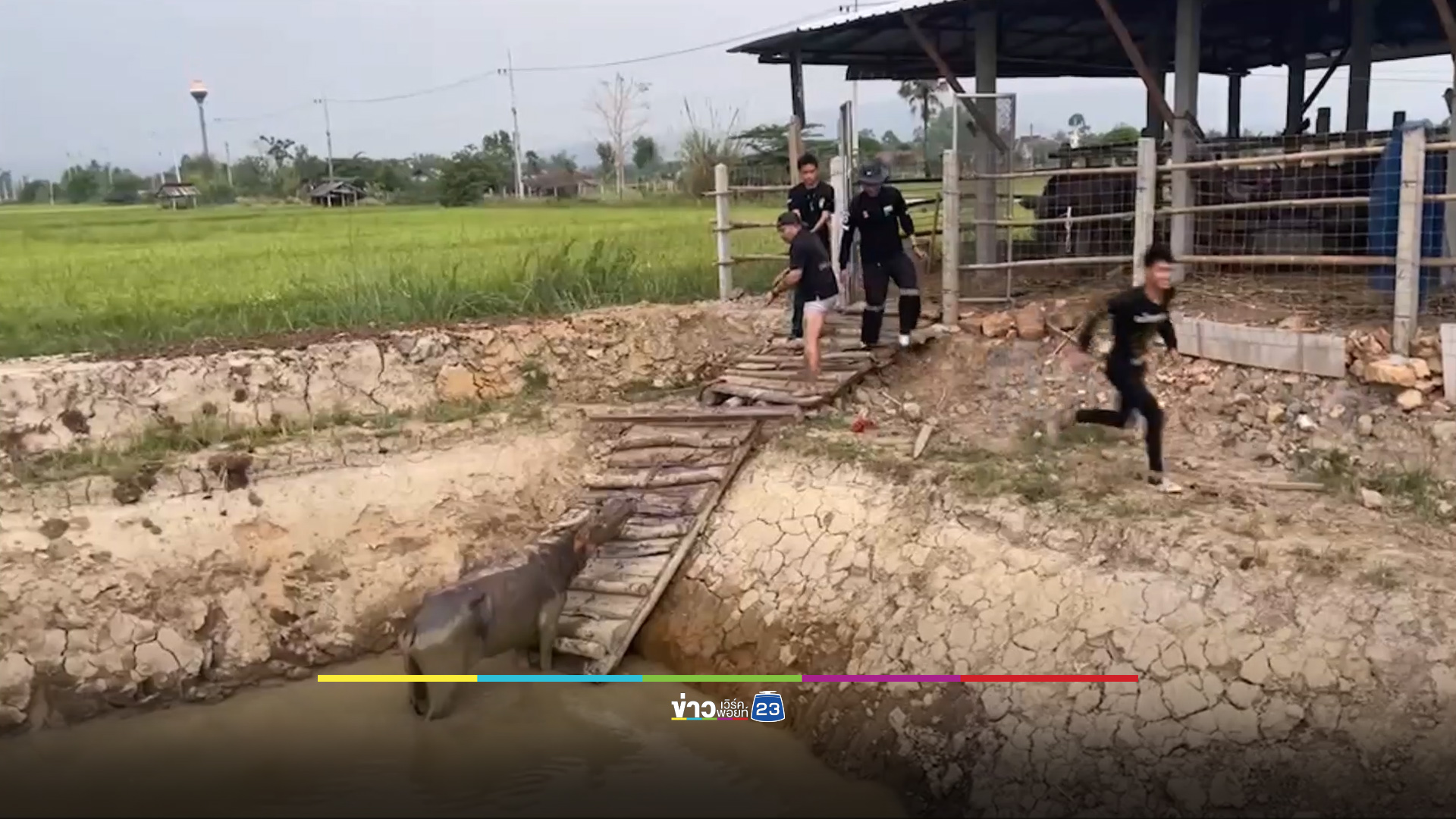 ควายแม่ลูกอ่อนจมโคลน 2 คืน รอดตายเพราะเสียงลูกร้องเรียกพลัง