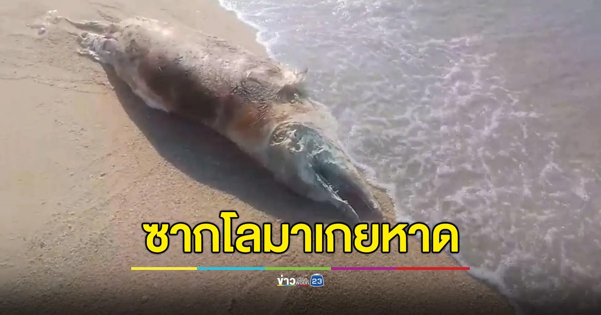 ซากโลมาเกยหาดแหลมเจริญ จ.ระยอง คาดตายเพราะร้อนจัด