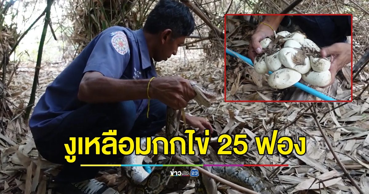 "งูเหลือม"ยาว 3 เมตร นอนกกไข่ 25 ฟอง อยู่ในป่าไผ่