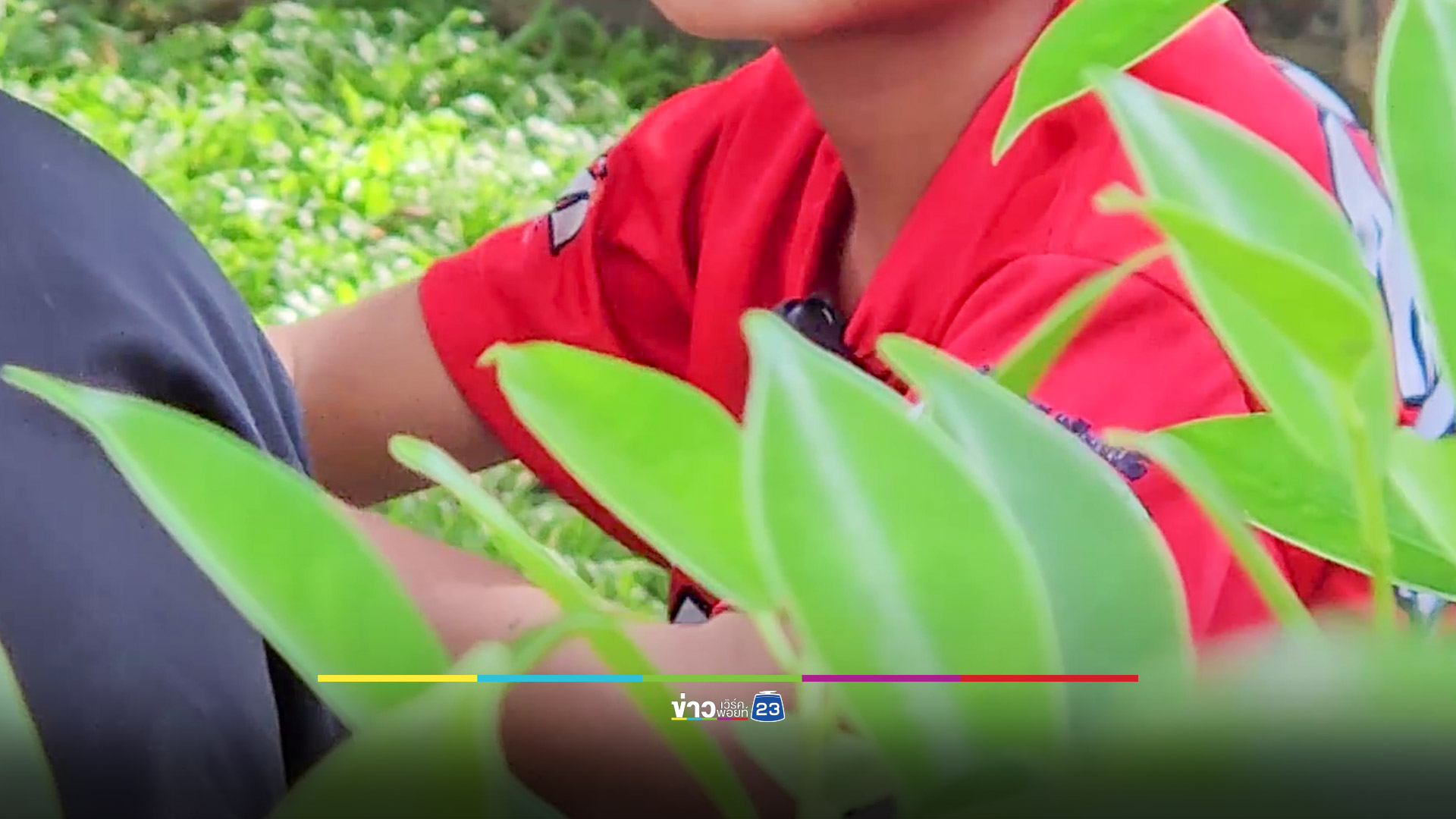 ฉาวอีก! หลวงตาวัย 84 อมนกเขาเณรภาคฤดูร้อนจนบวม
