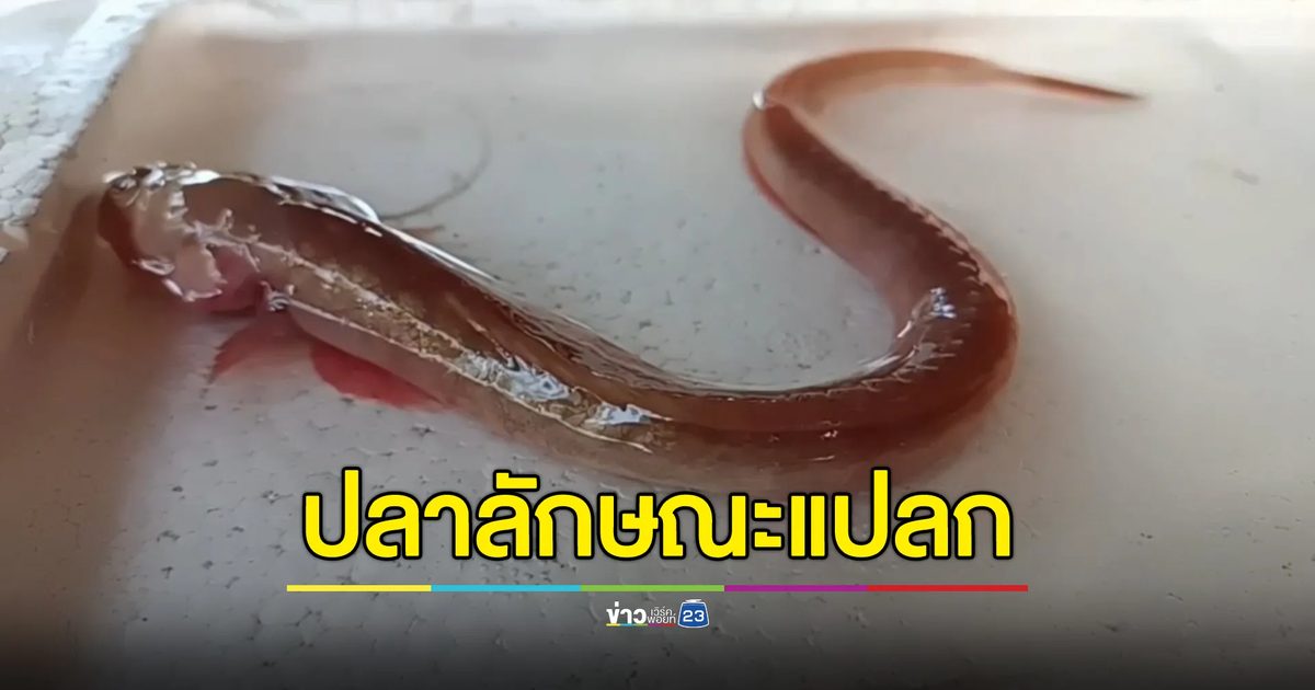 ชาวบ้านพบปลาลักษณะแปลกสีชมพู คางยื่น นักวิชาการฯเฉลยคือปลาอะไร