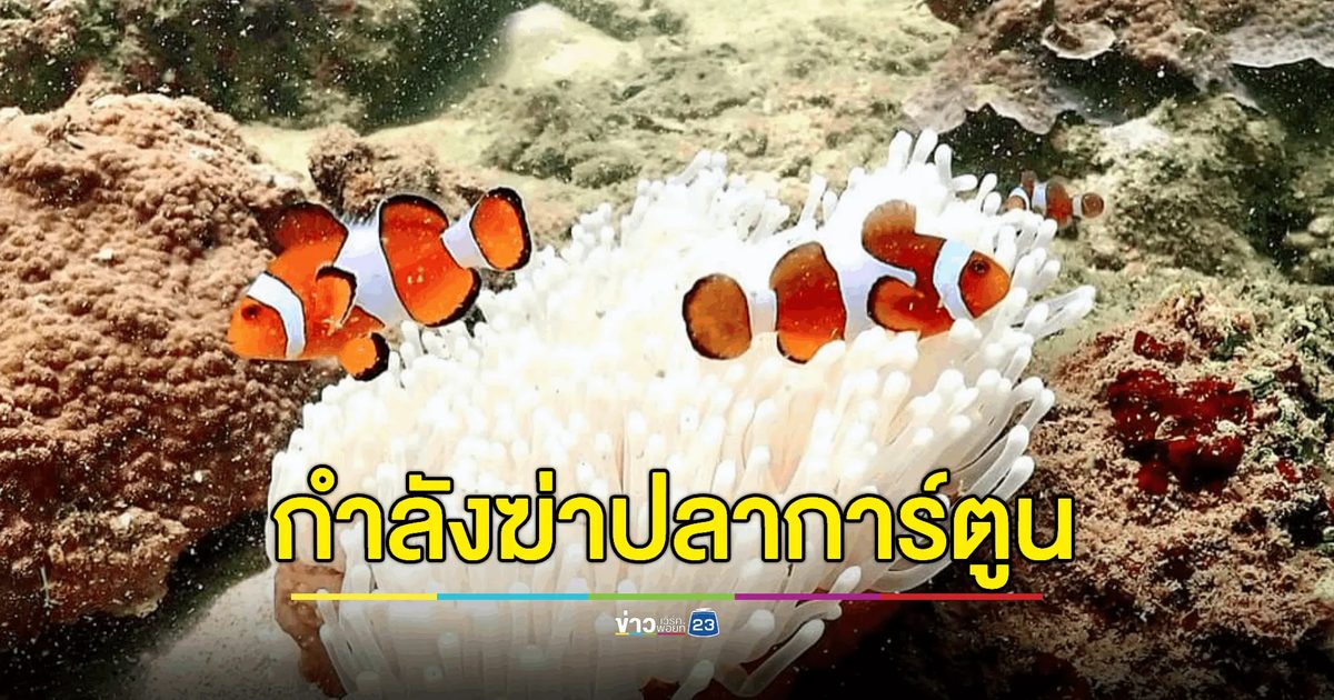 อ.ธรณ์ เผย "ทะเลเดือด" กำลังฆ่าปลาการ์ตูน