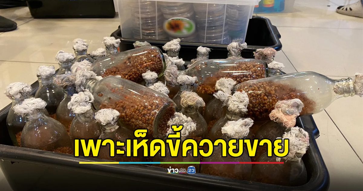 จับหนุ่มไอทีเปิดฟาร์ม"เห็ดขี้ควาย" พัฒนาสายพันธุ์ขายออนไลน์