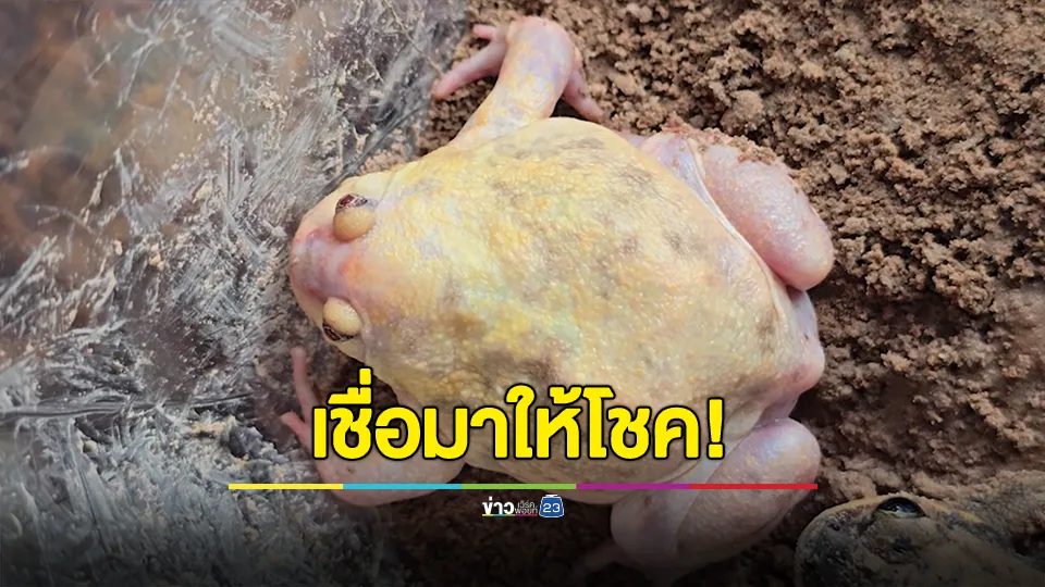 เชื่อมาให้โชค! อึ่งอ่างเผือก แห่ตีเลขเด็ด