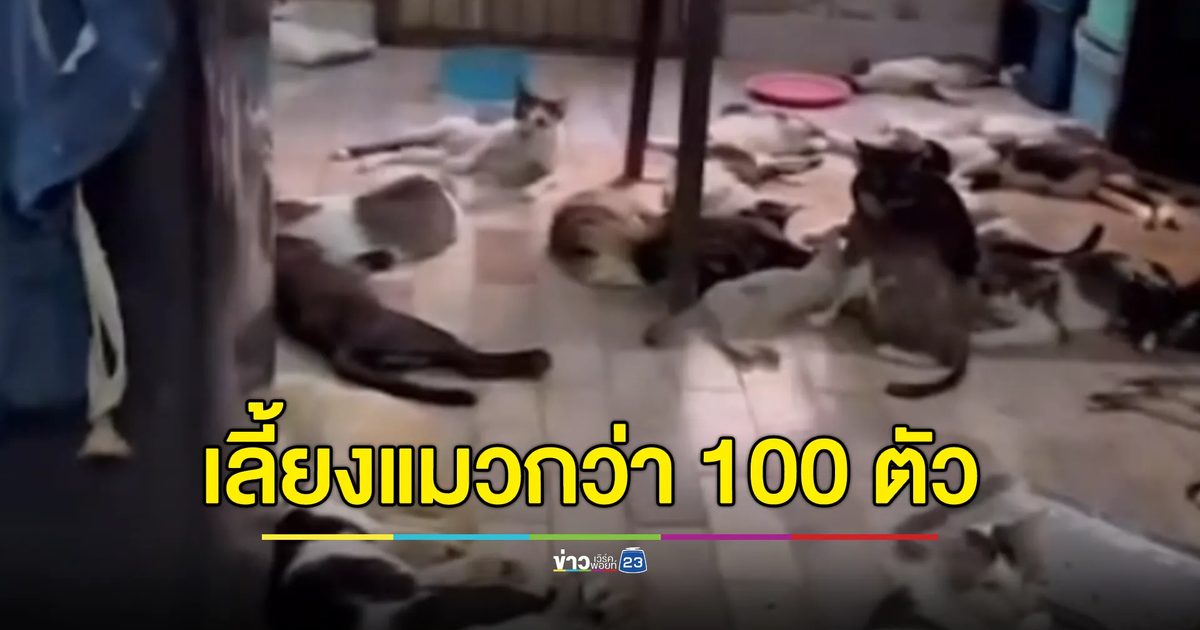 สุดทน! หนุ่มเลี้ยงแมวกว่า 100 ตัว ถูกเพื่อนบ้านร้องเรียนจนท้อ