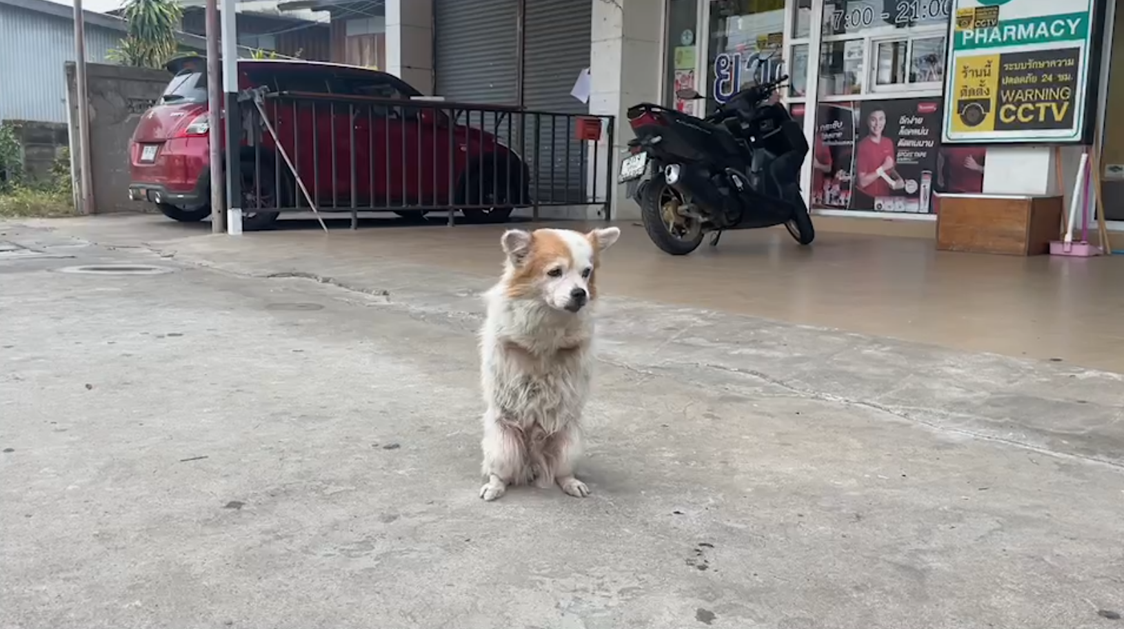 คนแห่ขอช่วย "น้องหมูยอ" สนั่น! เจ้าของปลื้มใจ พร้อมเปิดใจหากจะช่วยน้อง