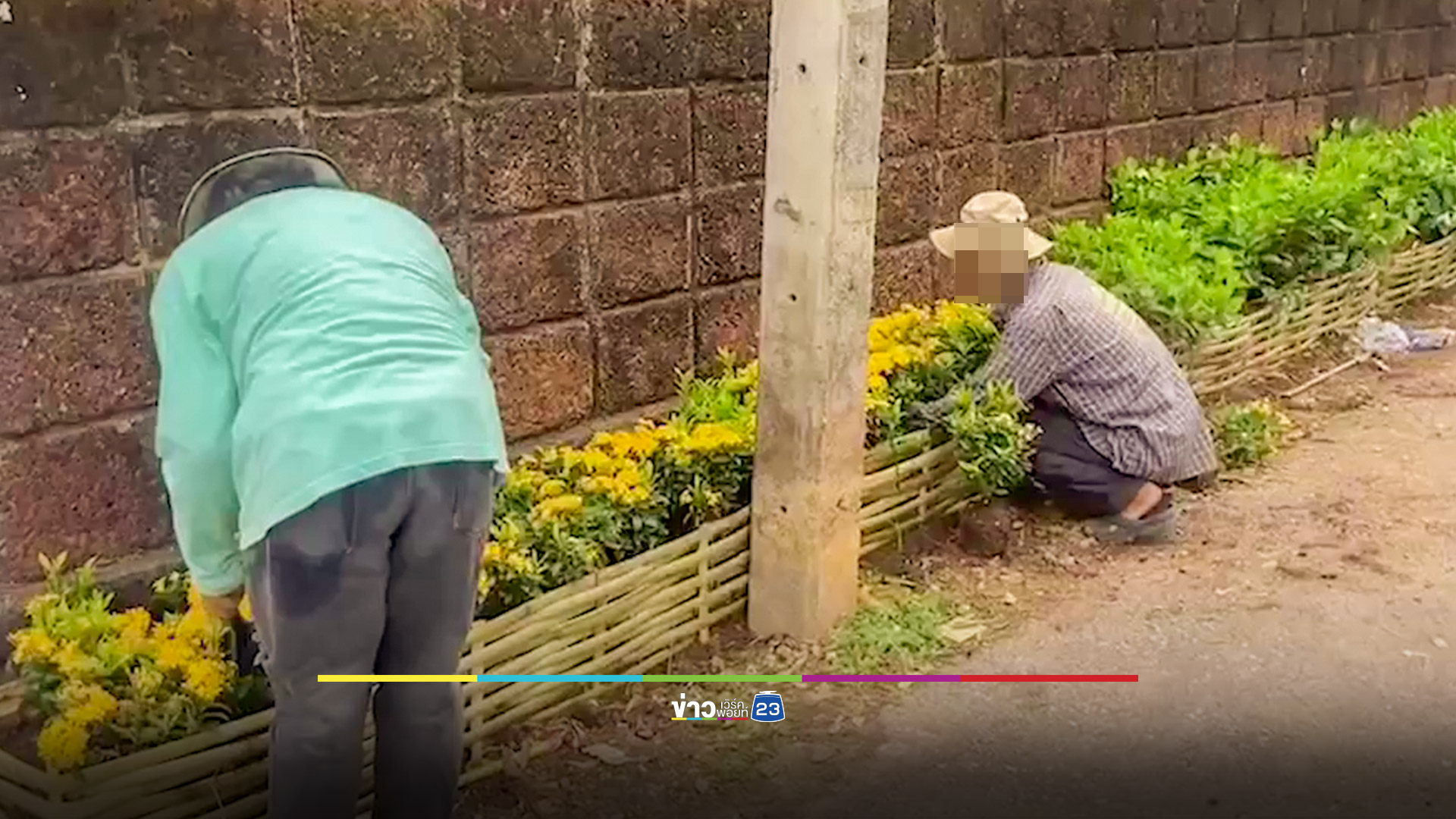 รื้อแล้ว "ปลูกต้นไม้บนถนน" หลังคนลำพูนไม่เห็นด้วย