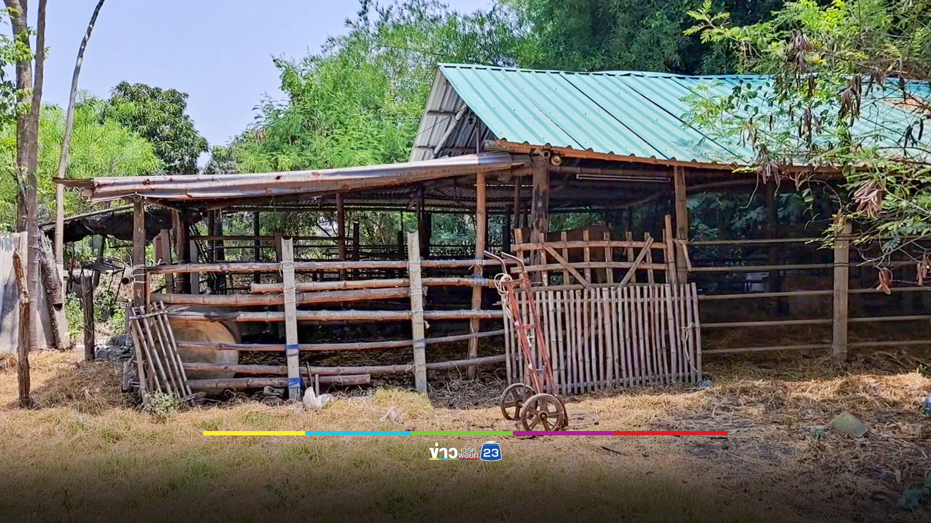 ผวาหมูป่ากัดไก่ แพะและวัวตายไปหลายตัว