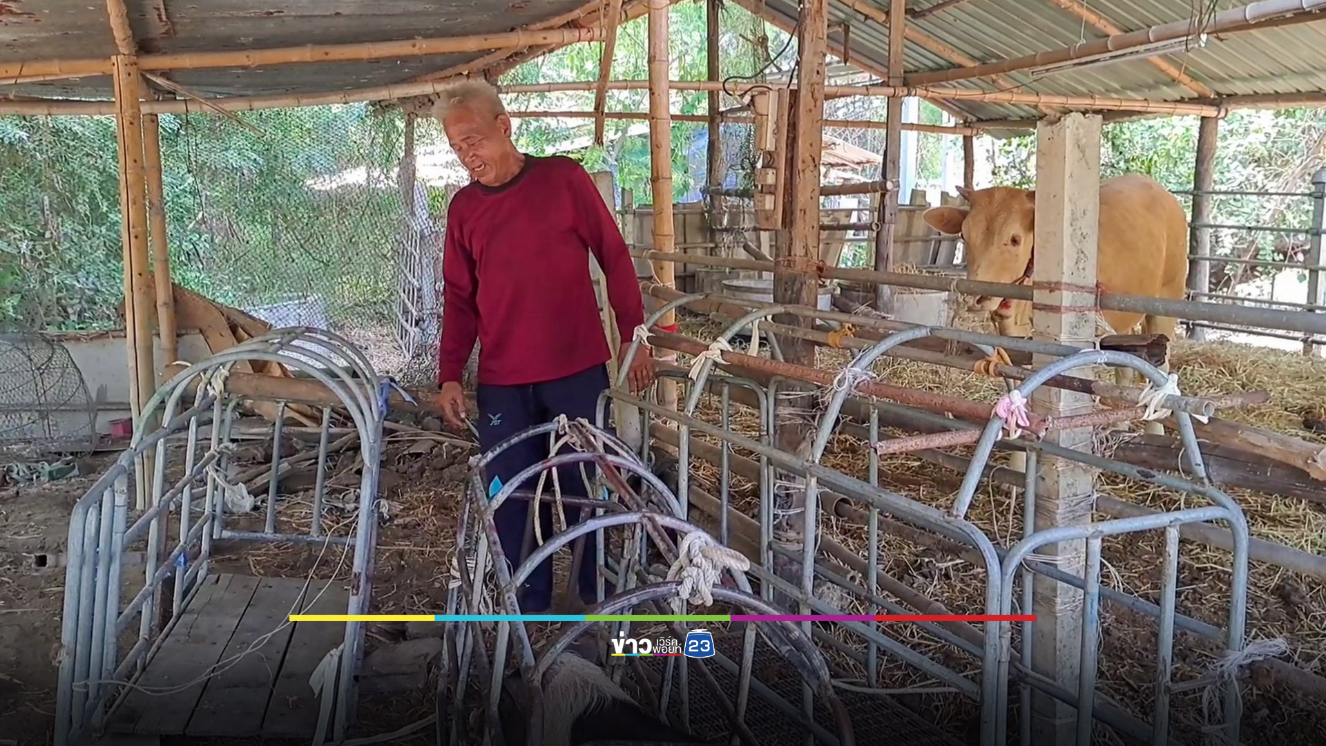 ผวาหมูป่ากัดไก่ แพะและวัวตายไปหลายตัว