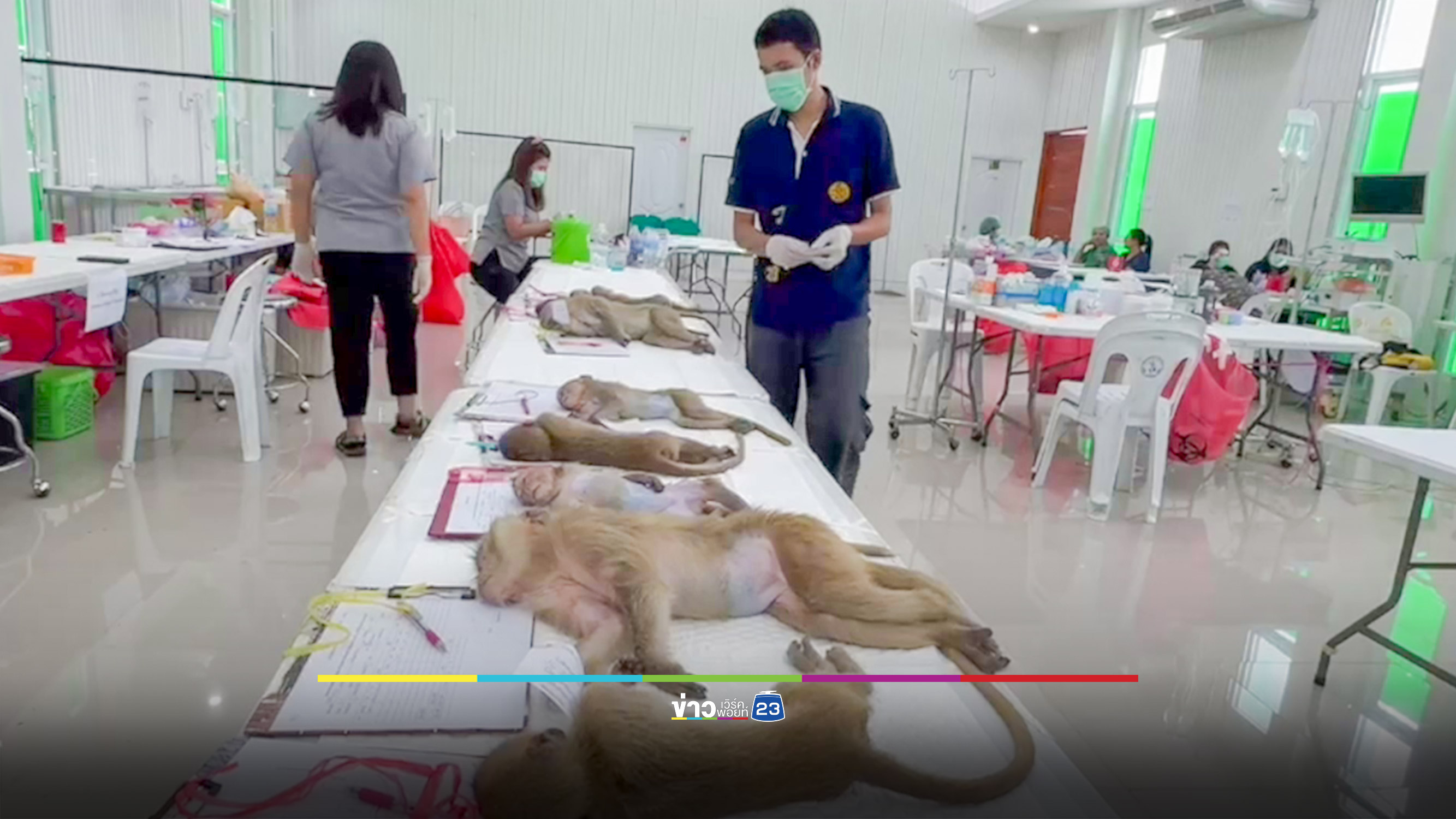 ปฏิบัติการจับลิง 3 วันได้แล้วเกือบ 200 ตัว เตรียมทดลองกรงใหม่