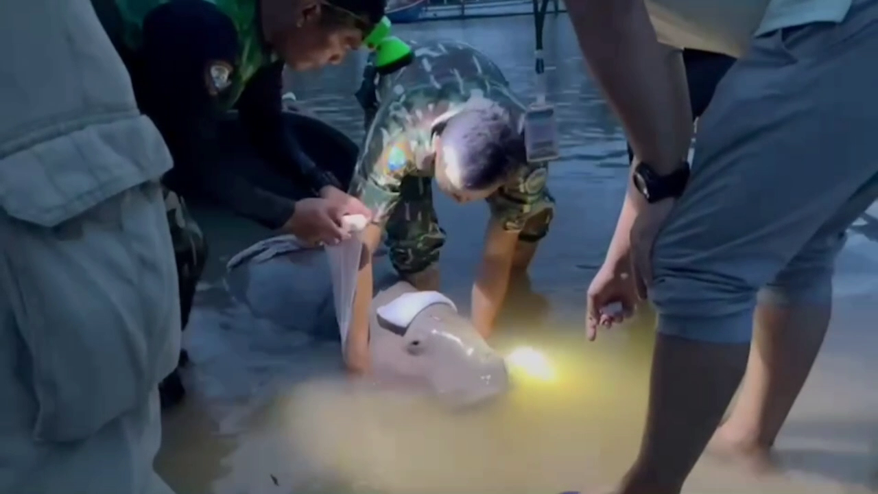 กระบี่วางมาตรการคุมเข้มป้องกันก่อน 'พะยูน' สูญพันธุ์