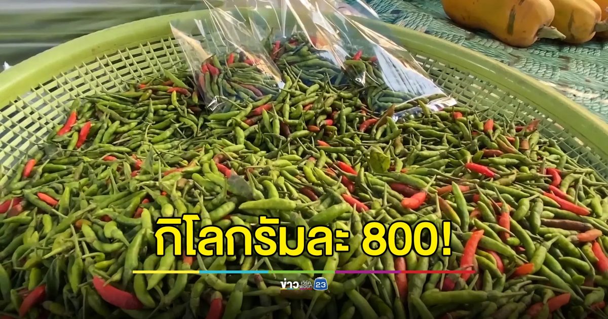 พริกขี้หนูสวนชัยนาทแพงเป็นประวัติการณ์ กิโลกรัมละ 800 บาท