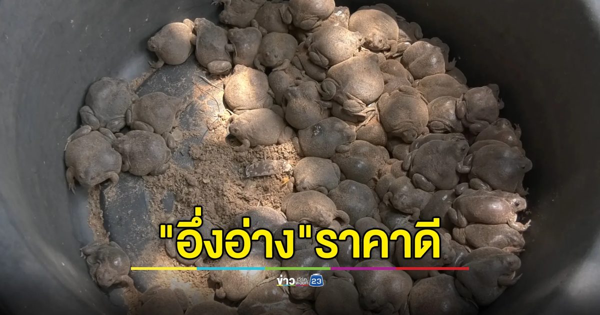ฝนตกจับ"อึ่งอ่าง"ขายได้ราคาดี แพงสุดกก.ละ 400 บาท