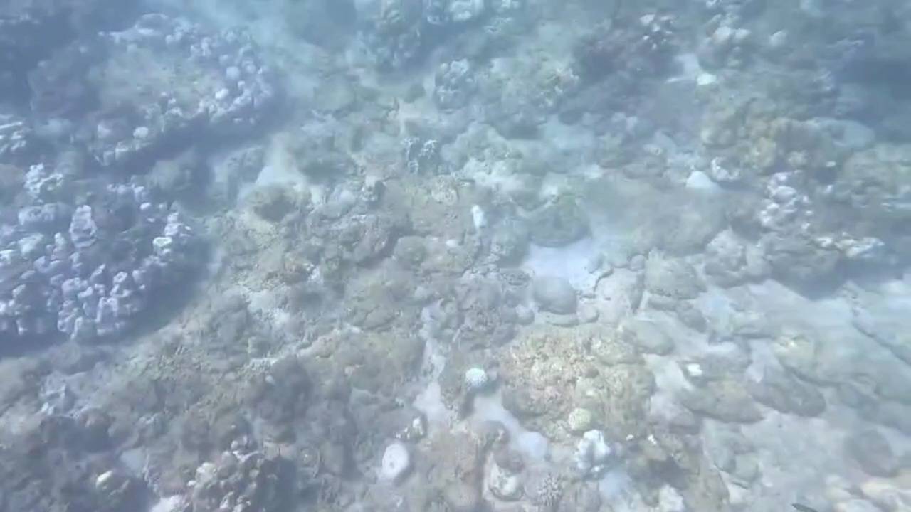 จ่อปิดแหล่งดำน้ำ 'เกาะพีพี' หลังเจอวิกฤตปะการังฟอกขาว