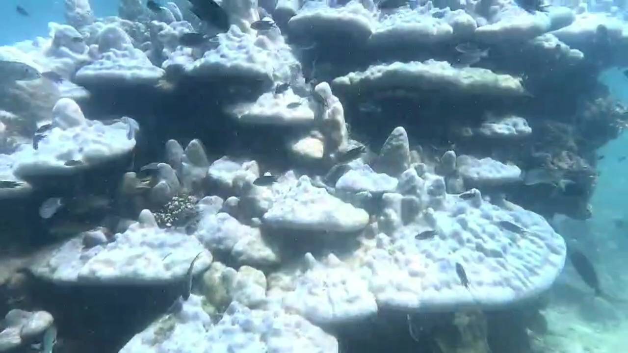 จ่อปิดแหล่งดำน้ำ 'เกาะพีพี' หลังเจอวิกฤตปะการังฟอกขาว