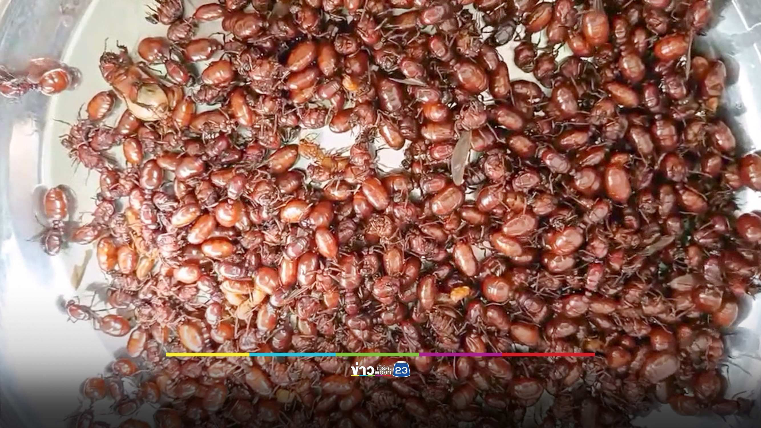 แห่เก็บ "แมงมัน" เผยหนึ่งปีมีครั้งเดียว ราคาในตลาดสูง 1,500-2,000 บาทต่อ กก.