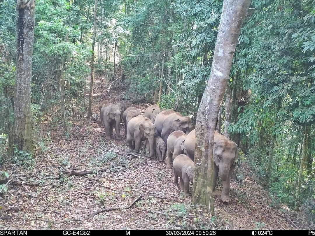 เปิดภาพความสมบูรณ์ป่าอนุรักษ์ฯ สัตว์ป่าออกหากินตามระบบนิเวศ