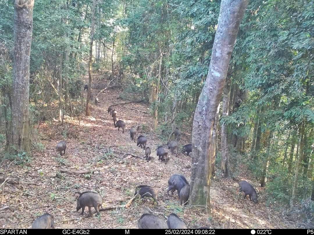 เปิดภาพความสมบูรณ์ป่าอนุรักษ์ฯ สัตว์ป่าออกหากินตามระบบนิเวศ