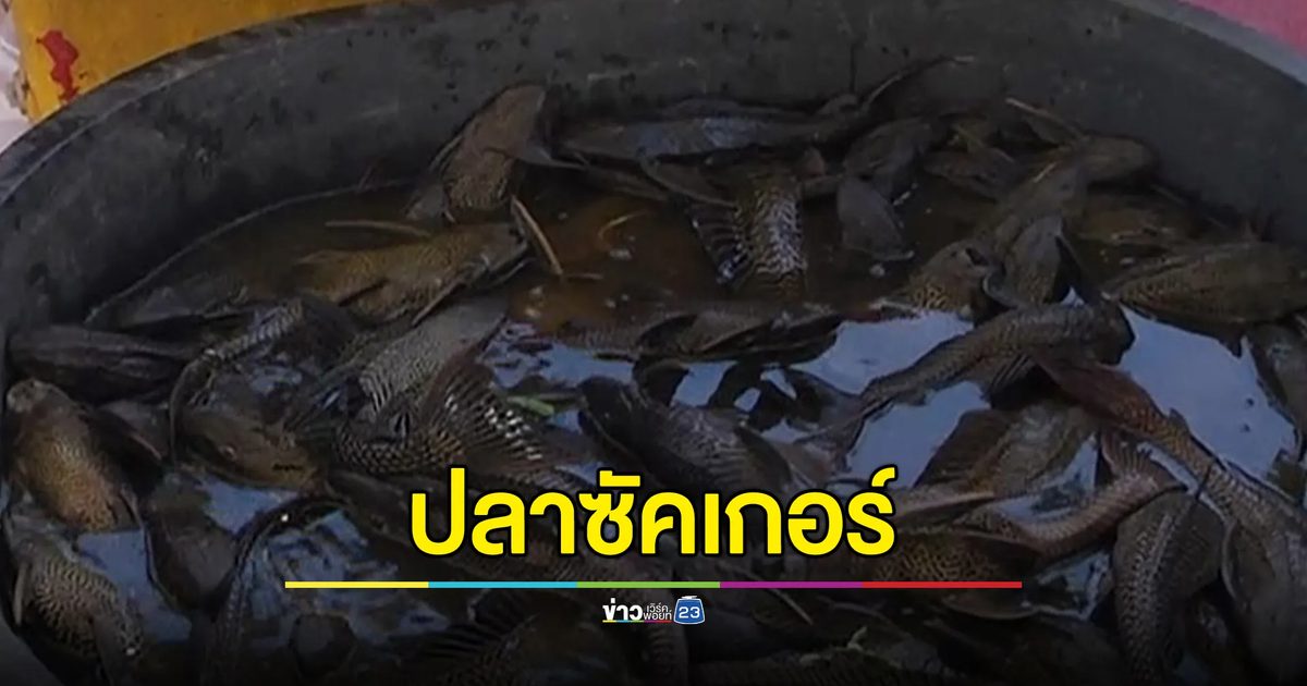 "ปลาซัคเกอร์"เอเลี่ยนสปีชีส์ ขยายพันธุ์เร็ว ทำลายระบบนิเวศ