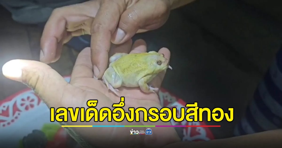ลุ้น"เลขเด็ด"จับอึ่งกรอบสีทอง