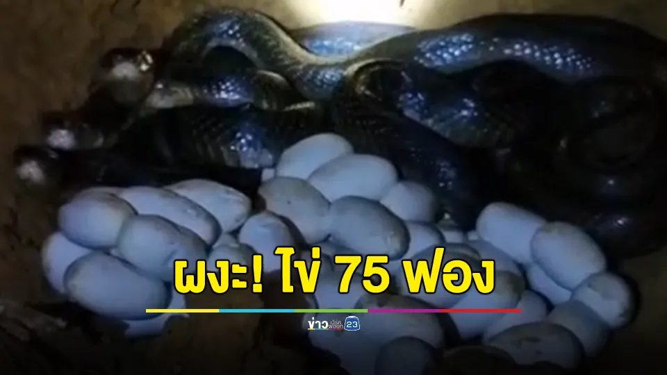 ขนลุก! 3 แม่งูเห่าซุกโพรงดินสวนทุเรียน ผงะ! ไข่ 75 ฟอง