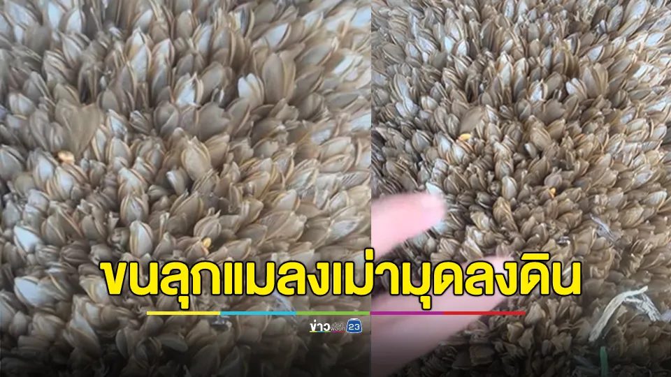 ขนลุก! ฝูงแมลงเม่ามุดลงดิน