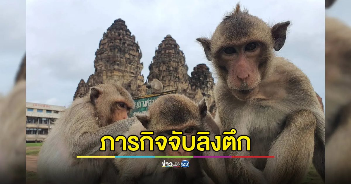 เปิดปฏิบัติการจับลิงตึก-ลิงตลาดครั้งใหญ่