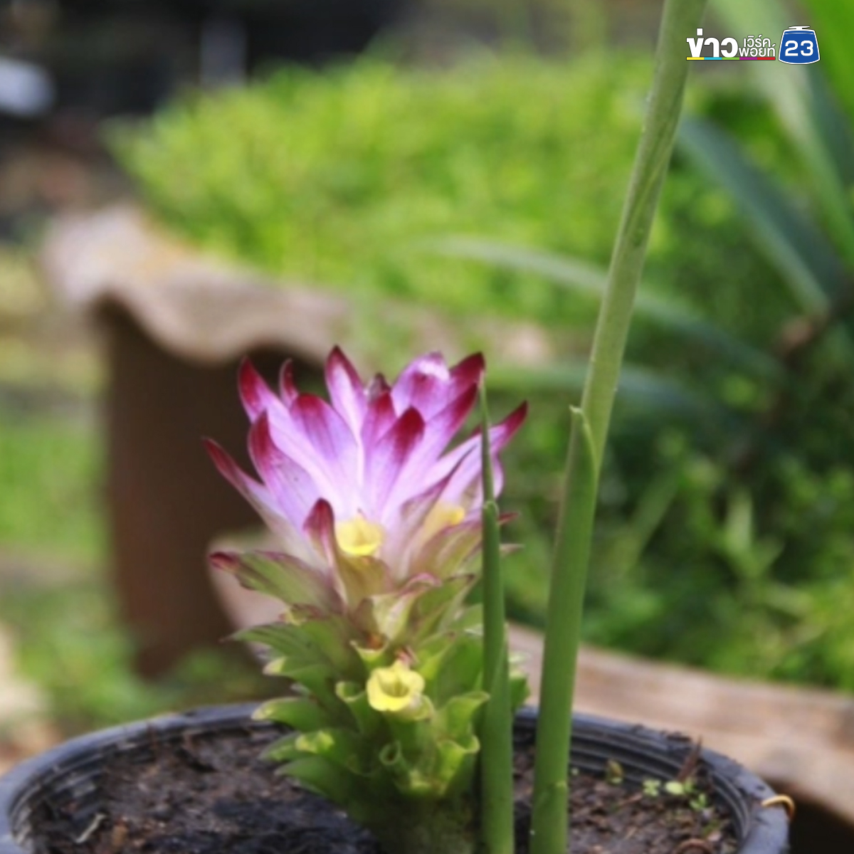 ค้นพบ"กระเจียวศิริรักษ์"พืชชนิดใหม่ของโลกใกล้สูญพันธุ์