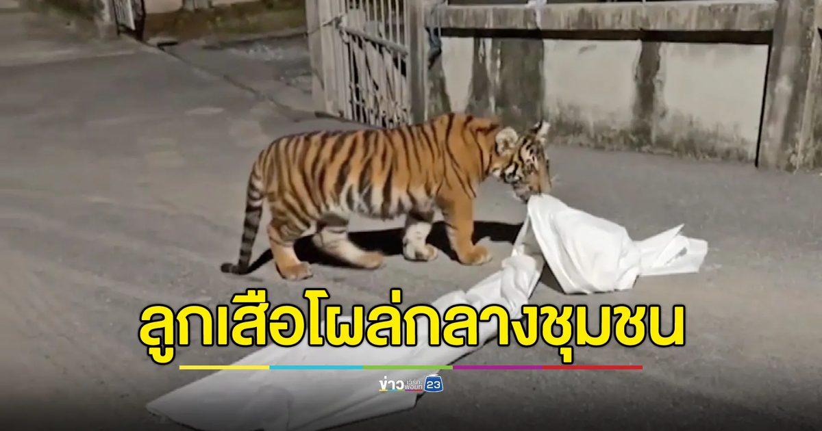 ผงะลูกเสือโคร่งโผล่กลางชุมชน ล้อมจับถูกกัดเพราะหงุดหงิด