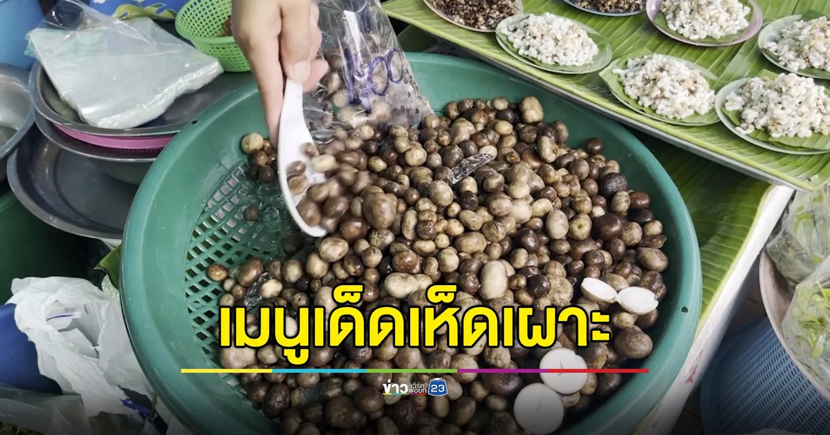"เห็ดเผาะ" หนังอ่อน ไส้เยอะ ทำเมนูไทยทั้งแกง - ผัด