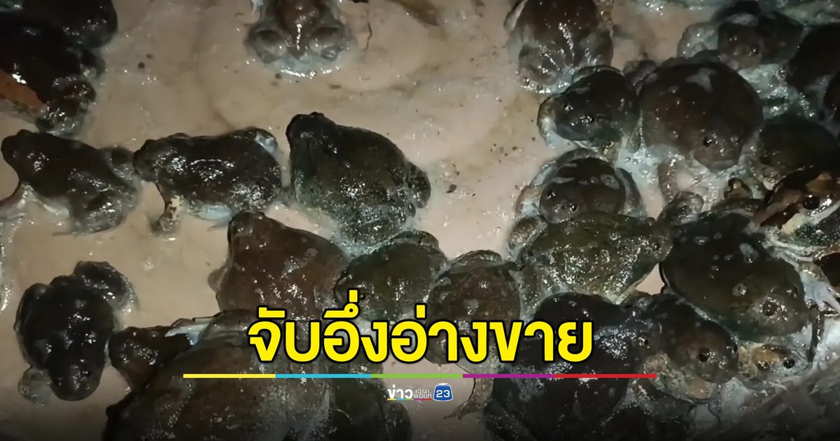 ฝนตกแห่จับ"อึ่งอ่าง"ขายได้แพงสุดกก.ละ 300 บ.