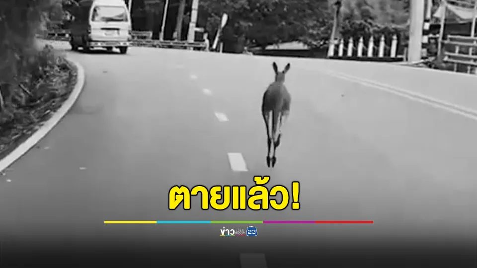 เศร้า! จิงโจ้แดงหลุดออกจากสวนสัตว์เชียงใหม่ตายแล้ว