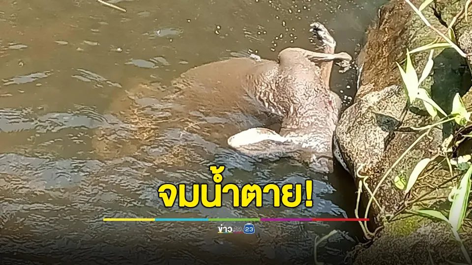 สวนสัตว์เชียงใหม่น้อมรับผิดจิงโจ้แดงหลุด แถลงสาเหตุคาดจมน้ำตาย