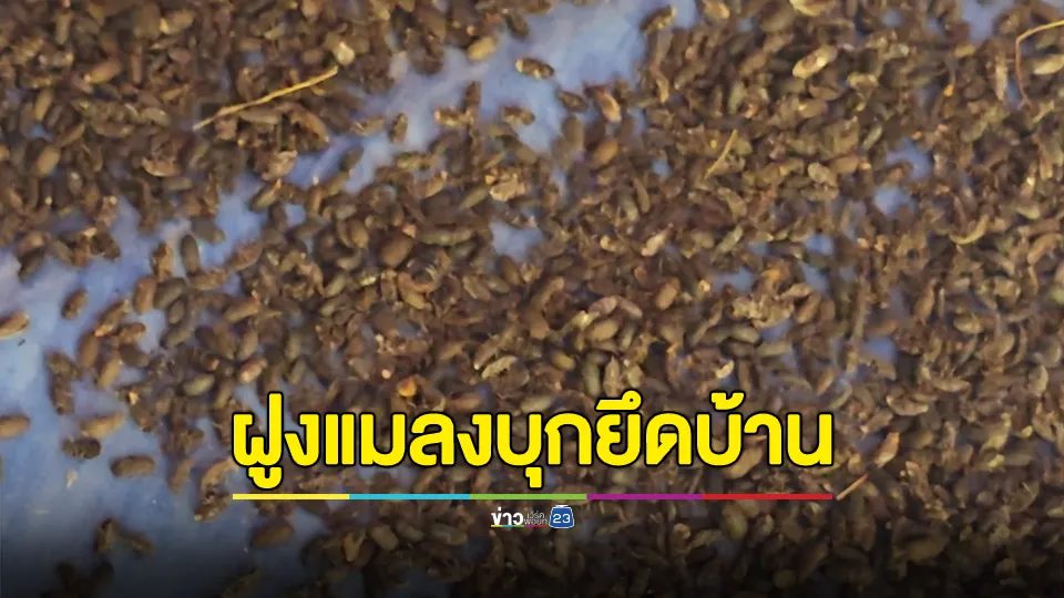 ยายร่ำไห้!!! ฝูงแมลงกระเบื้องจำนวนมหาศาลบุกยึดบ้าน