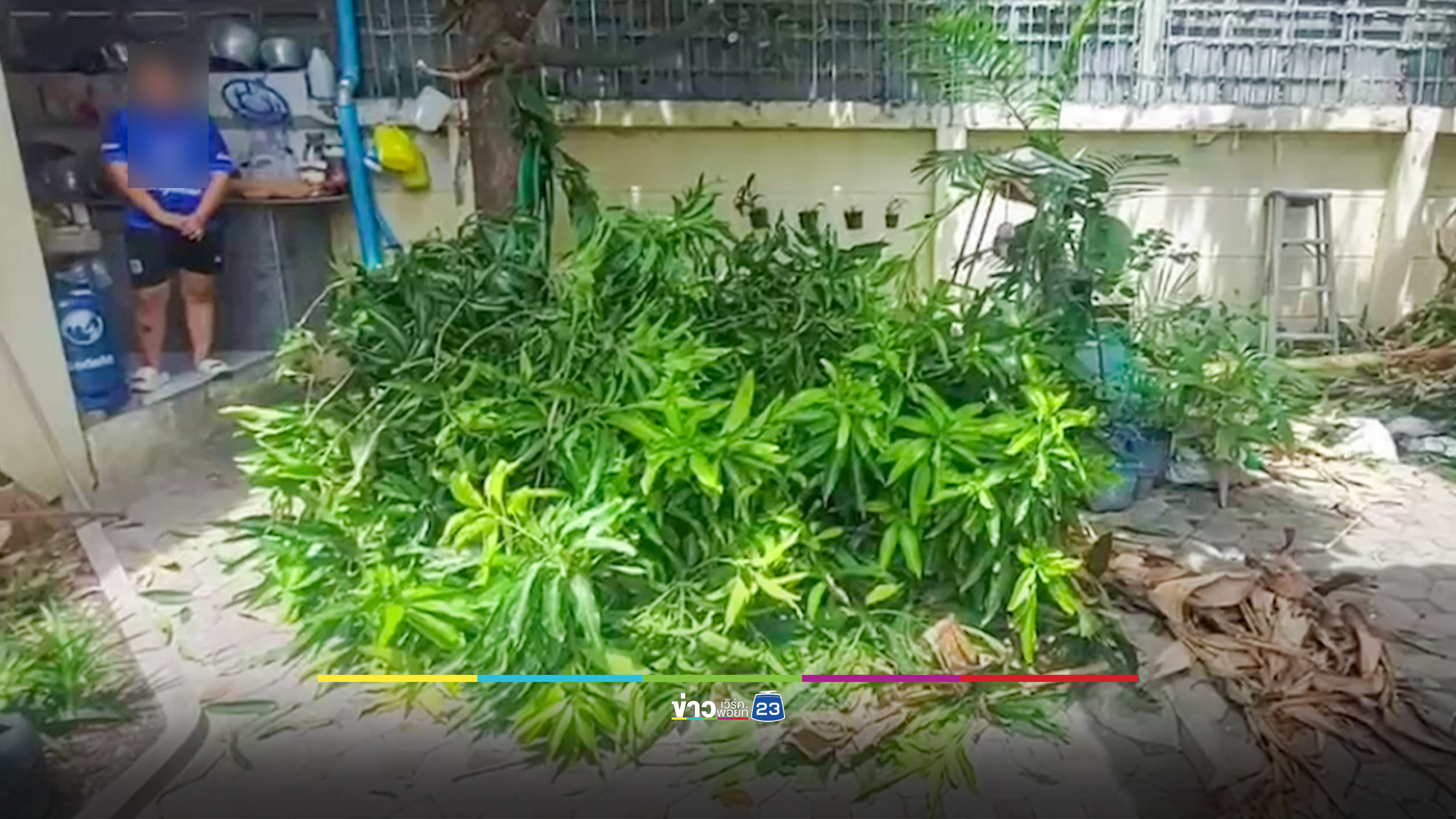 คุณตาวัย 70 ปีนต้นมะม่วง พลาดลื่นตกใส่รั้วเหล็กแหลมเสียบหัวหวิดดับ