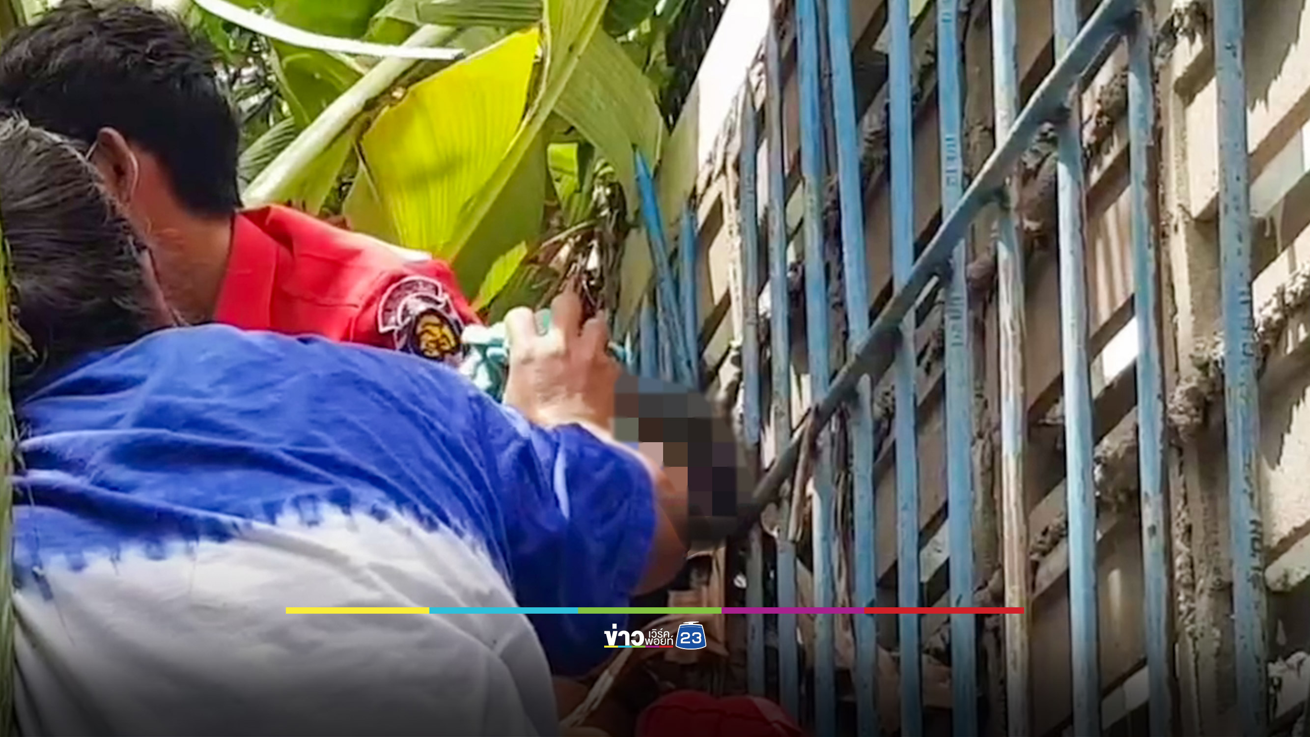 คุณตาวัย 70 ปีนต้นมะม่วง พลาดลื่นตกใส่รั้วเหล็กแหลมเสียบหัวหวิดดับ