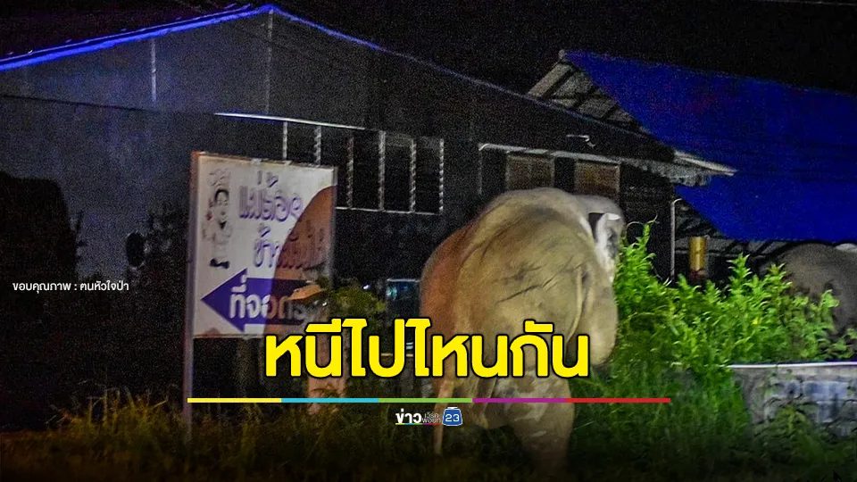 ไวรัล! ประเทศจีนมีพระกระโดดกำแพง ส่วนไทยเรานั้นมีช้างกระโดดกำแพง