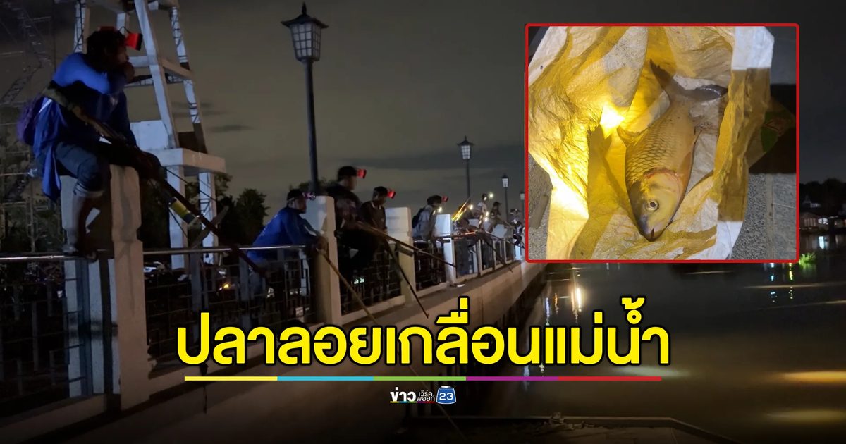 ปลาหลากชนิดลอยเกลื่อนแม่น้ำท่าจีนนครปฐม ไม่รู้สาเหตุ