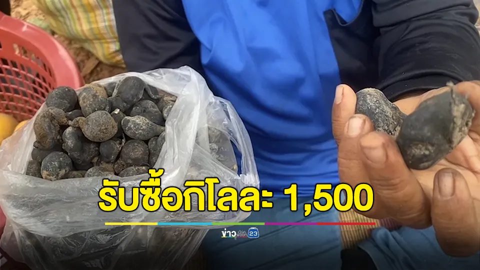 บ้านรวมกลุ่มเข้าป่าหาเห็ด มีแม่ค้ามาดักรอรับซื้อให้ราคาสูงถึงหลักพันต่อกิโล
