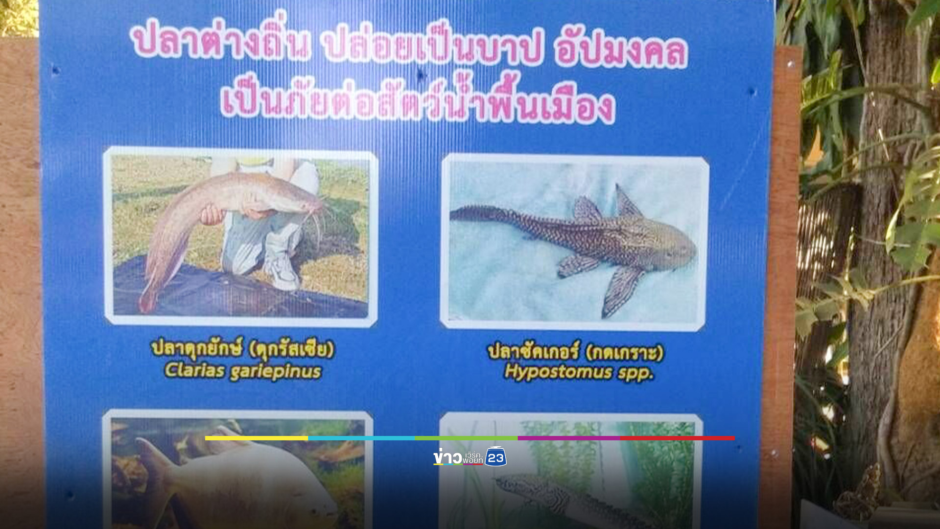 กรมประมงร่วม พศ. เตือนหยุดทำบุญปล่อยปลาเอเลี่ยนสปีชีส์